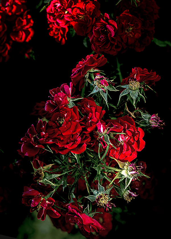 tali photography